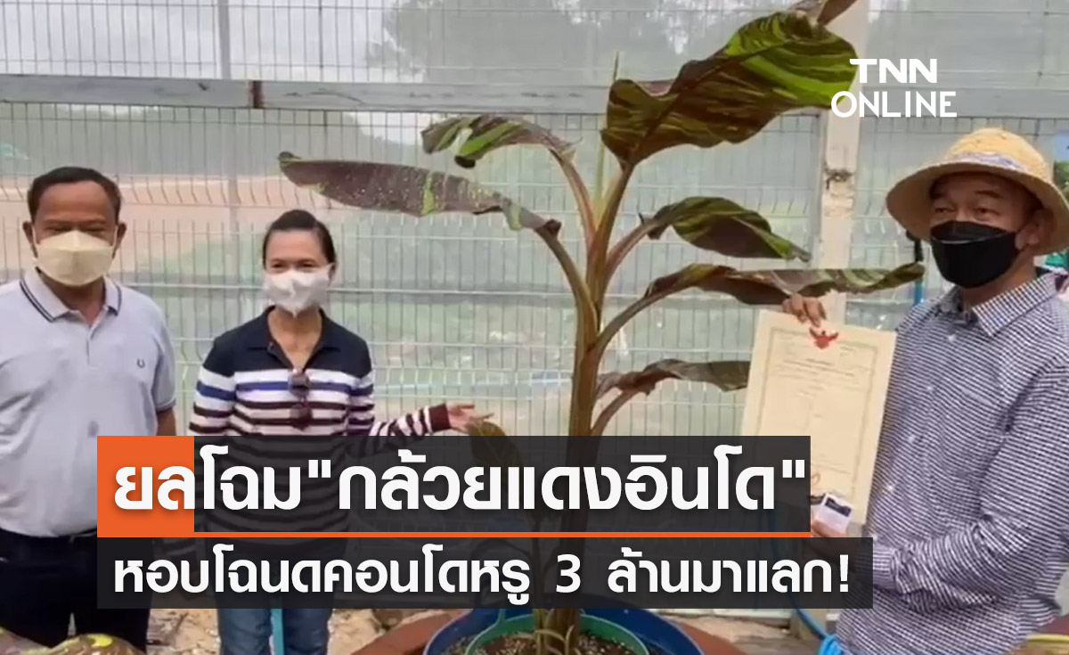 ฮือฮาอีกแล้ว! หอบโฉนดคอนโดหรู 3 ล้านแลก "กล้วยแดงอินโด"