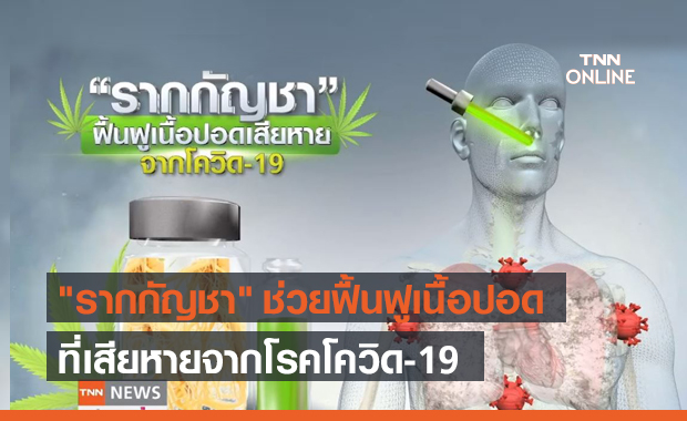 ผลวิจัยพบ "รากกัญชา" ช่วยฟื้นฟูเนื้อปอดที่เสียหายจากโรคโควิด-19