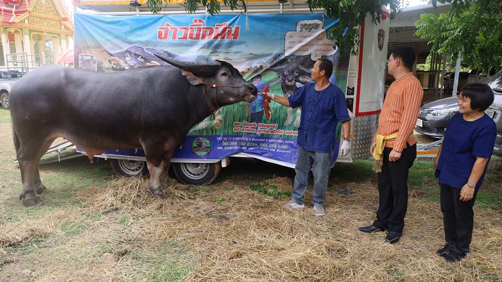 ยลโฉม ควายงาม ค่าตัว 10 ล้านบาท เจ้าของลั่นมีคนให้ราคามากกว่านี้ก็ไม่ขาย!