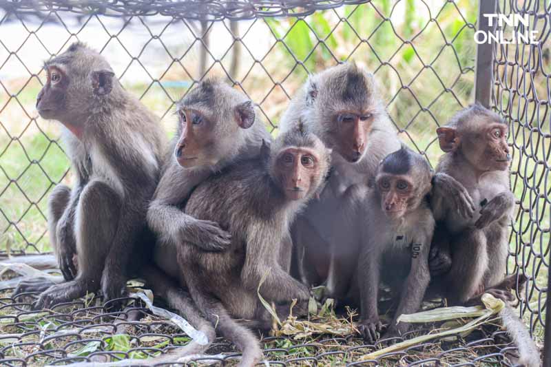 ทำหมันควบคุมประชากร แก้ปัญหาลิงขยายพันธ์ุเข้าถิ่นอาศัยคน ทำหมันควบคุมประชากร แก้ปัญหาลิงขยายพันธ์ุเข้าถิ่นอาศัยคน