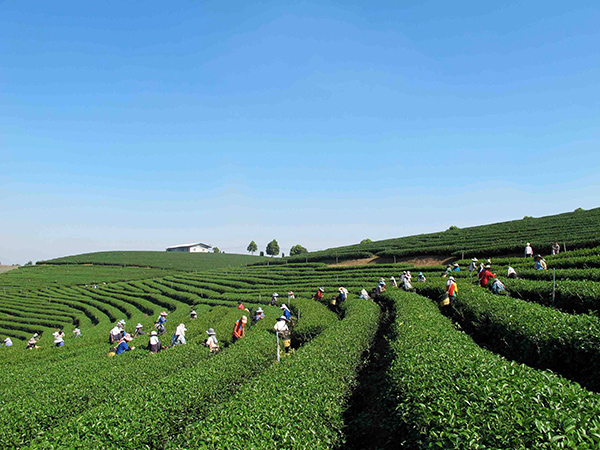 15 ที่เที่ยวเชียงราย 2565 แอ่วเมืองเหนือ สุดเขตแดนสยาม 15 ที่เที่ยวเชียงราย 2565 แอ่วเมืองเหนือ สุดเขตแดนสยาม