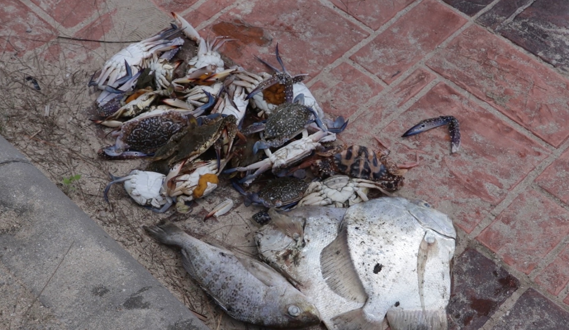 เตือนอย่าเก็บไปกิน! เปิดภาพ ปู กุ้ง ปลาตายเกลื่อน หาดทุ่งวัวแล่น 