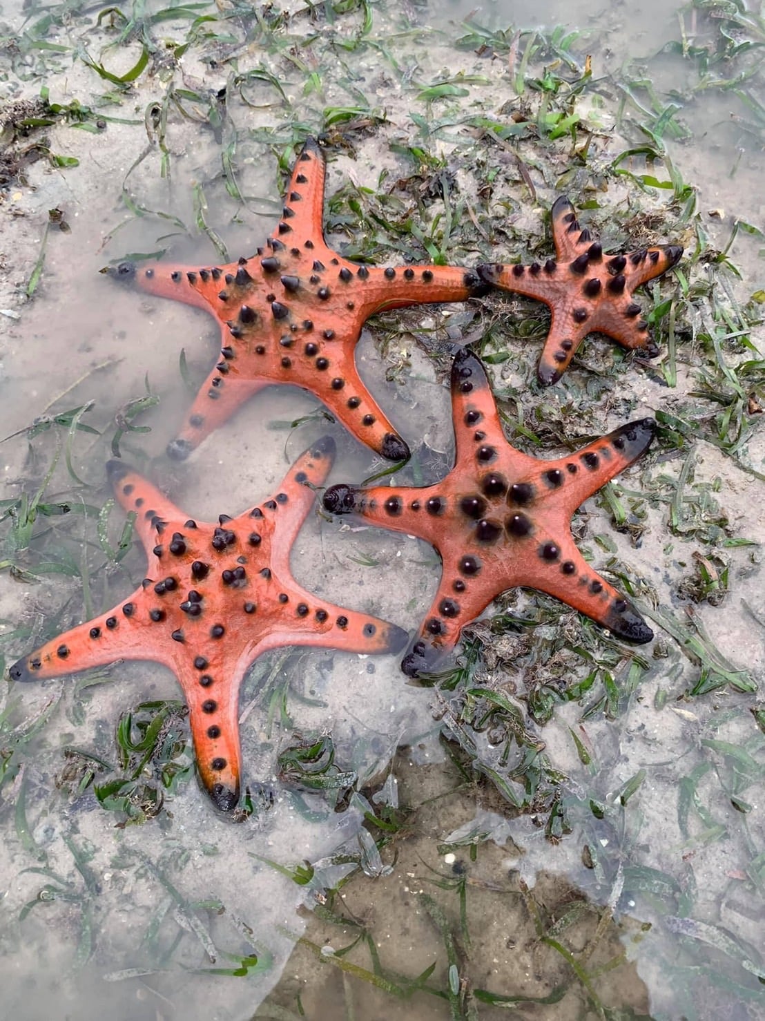 เตือนคนมือบอน! เที่ยวทะเลจับ “ดาวทะเล” มาเล่น มีโทษปรับ 5 แสนคุก 5 ปี เตือนคนมือบอน! เที่ยวทะเลจับ “ดาวทะเล” มาเล่น มีโทษปรับ 5 แสนคุก 5 ปี