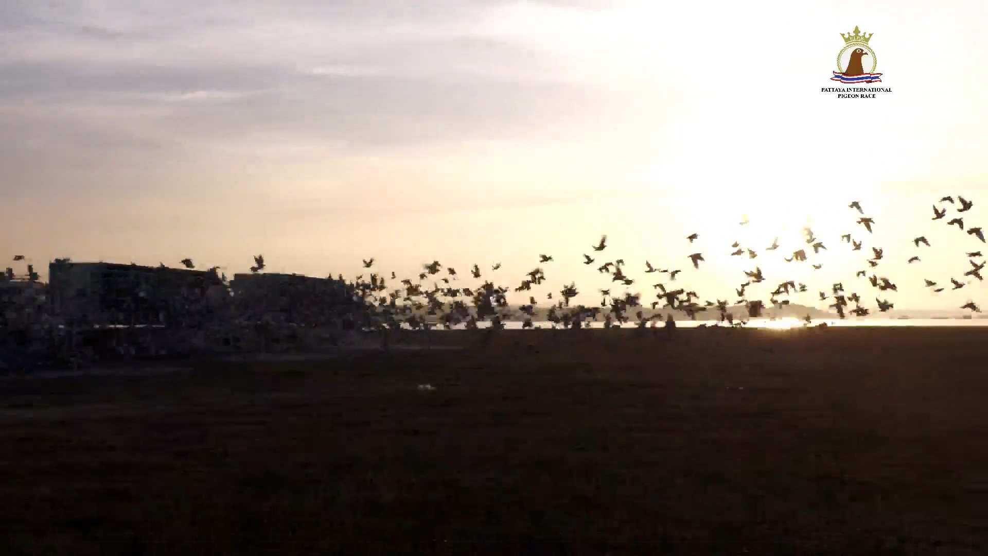 นกพิราบทีมไทยผงาดคว้าแชมป์การแข่งขัน “นกพิราบแข่งนานาชาติพัทยา ครั้งที่ 8”