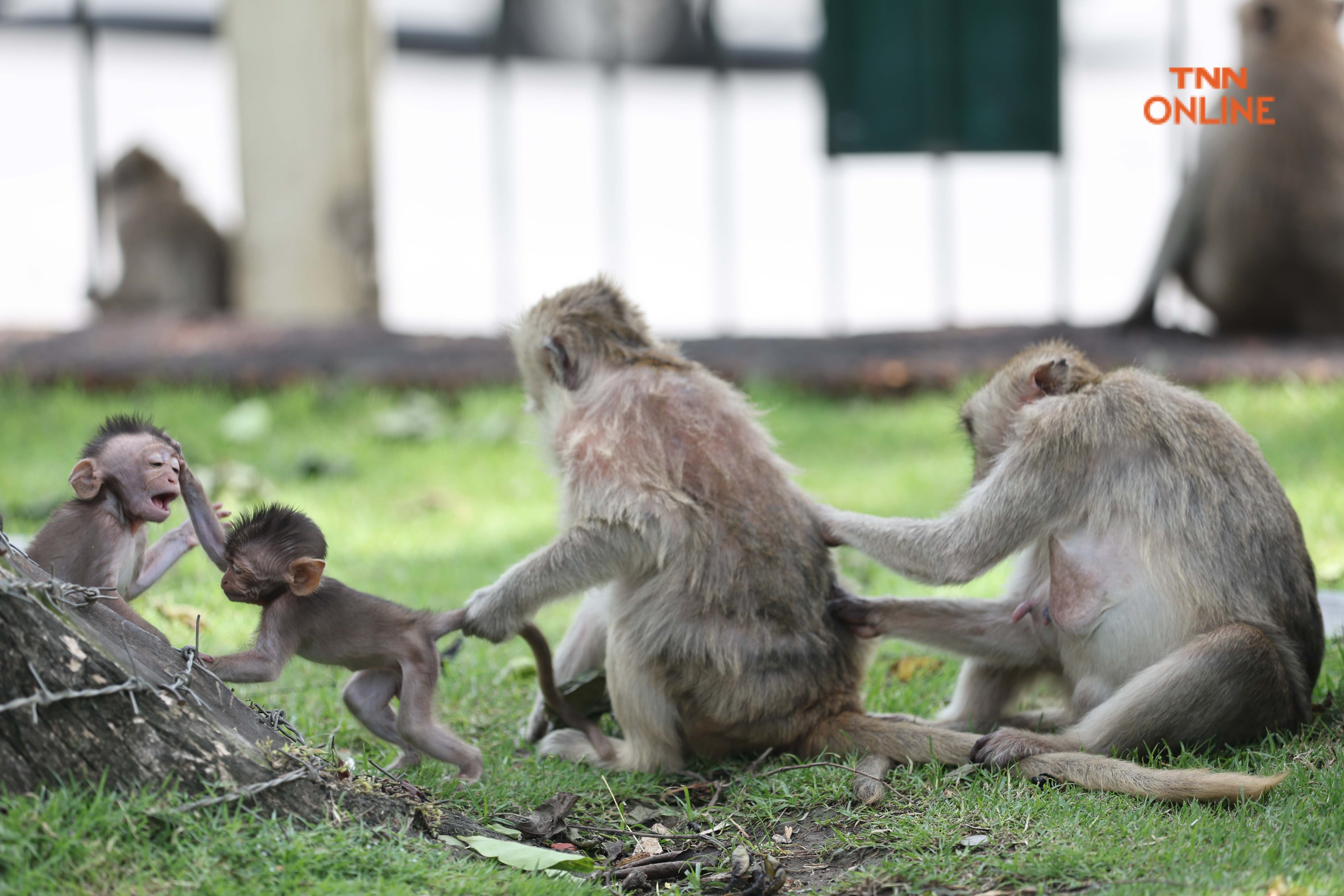 ลิงเมืองเก่าลพบุรี แซบ ซน ตื่นตาแก่ผู้มาเยือน