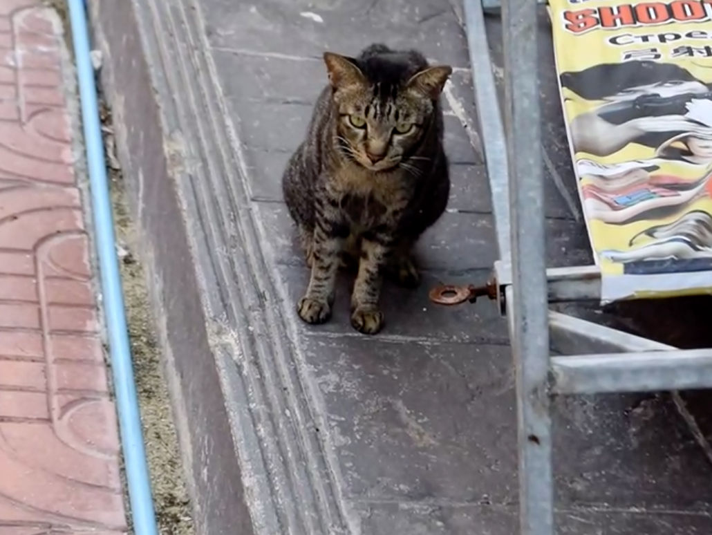 ทาสช่วยน้องด้วย! แมวถูกทิ้งติดเกาะพีพีกว่า 1 พันตัว ผลกระทบโควิด-19 ทาสช่วยน้องด้วย! แมวถูกทิ้งติดเกาะพีพีกว่า 1 พันตัว ผลกระทบโควิด-19