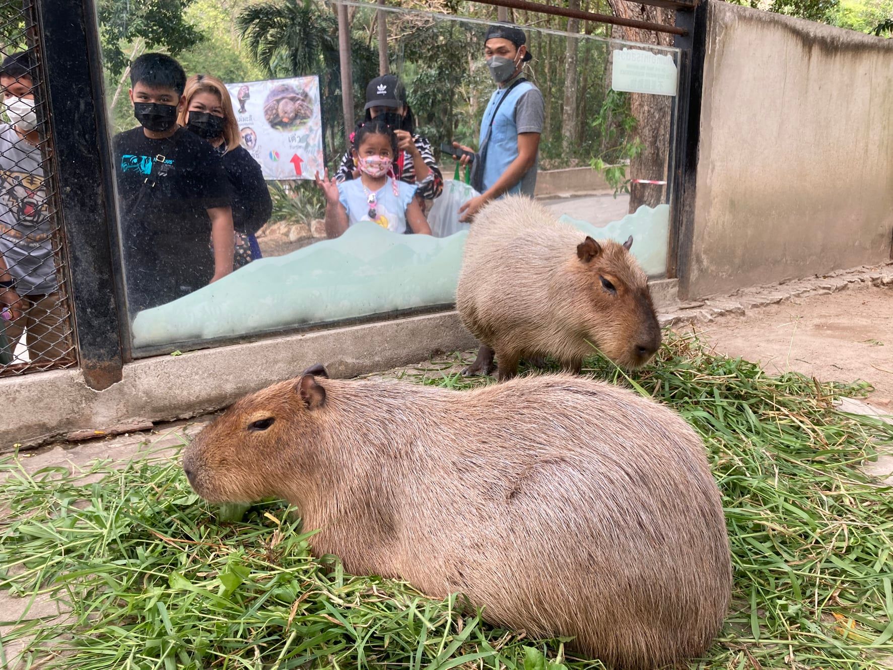 สวนสัตว์เปิดเขาเขียว เปิดให้เด็กๆ เที่ยวฟรี เสาร์หรรษา 8 มกราคม นี้