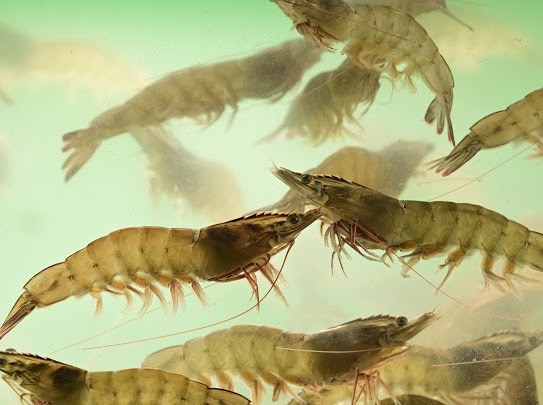 CPF ยึดหลักสุขภาพหนึ่งเดียว (One Health) มุ่งเน้นสวัสดิภาพสัตว์ สร้างอาหารปลอดภัยตั้งแต่ฟาร์มสู่จาน CPF ยึดหลักสุขภาพหนึ่งเดียว (One Health) มุ่งเน้นสวัสดิภาพสัตว์ สร้างอาหารปลอดภัยตั้งแต่ฟาร์มสู่จาน