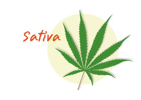 รู้จัก สายพันธุ์กัญชา มีประโยชน์อย่างไร มีแหล่งกำเนิดที่ไหน?