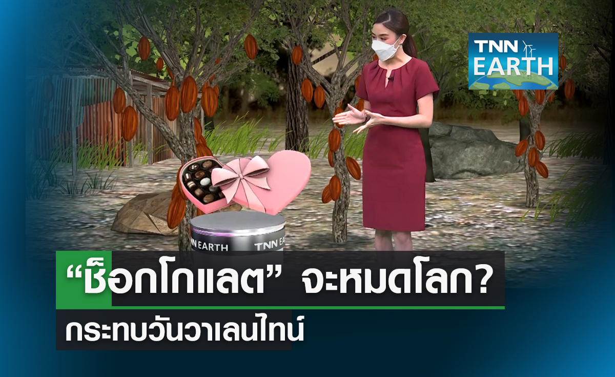  "ช็อกโกแลต" อาจหมดโลก? กระทบวาเลนไทน์