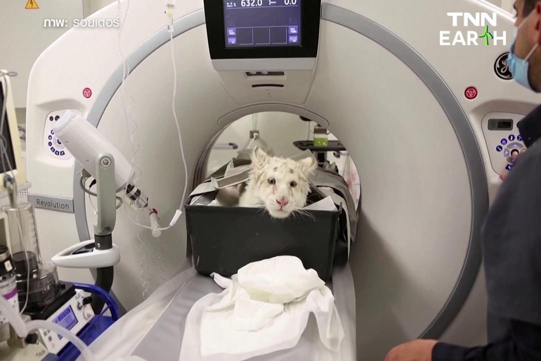 ช่วย “ลูกเสือขาว” ถูกทิ้งถังขยะในลานจอดรถสวนสัตว์ เอเธนส์