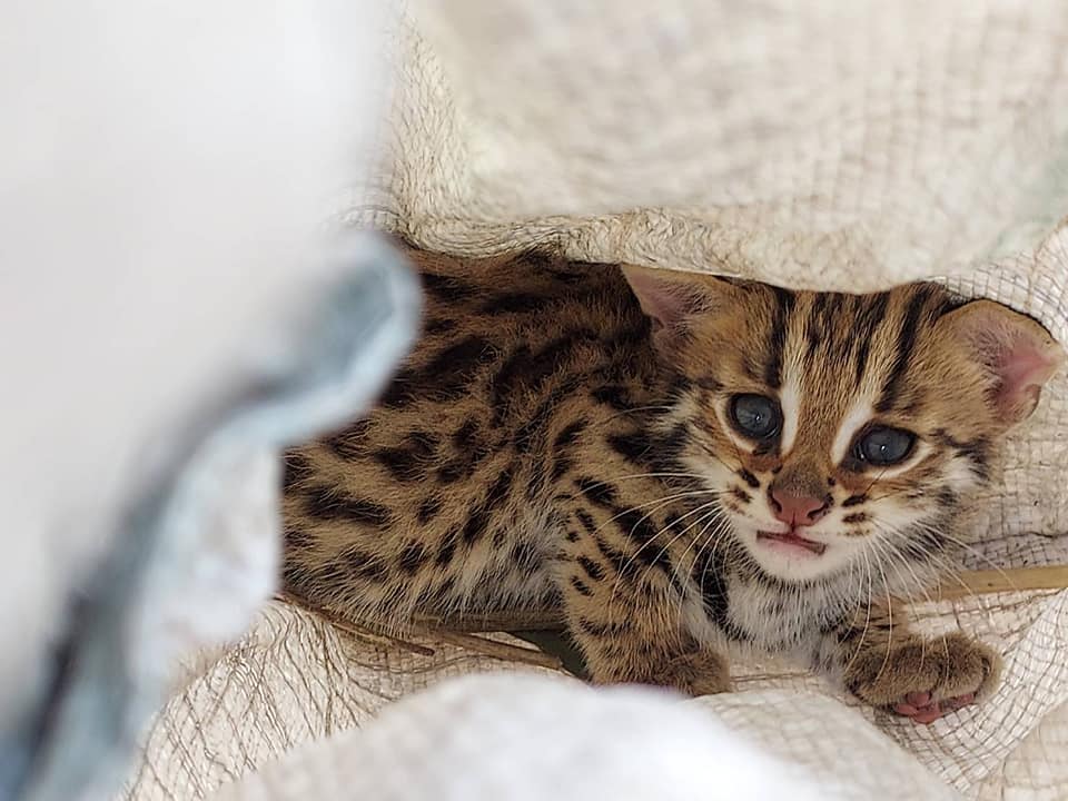 น่าสงสาร! พบลูกแมวดาว พลัดหลงกับแม่ ขณะหนีไฟป่า น่าสงสาร! พบลูกแมวดาว พลัดหลงกับแม่ ขณะหนีไฟป่า