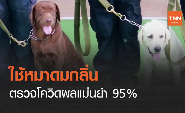 ใช้หมาดมกลิ่น ตรวจโควิดผลแม่นยำ 95% (คลิป)