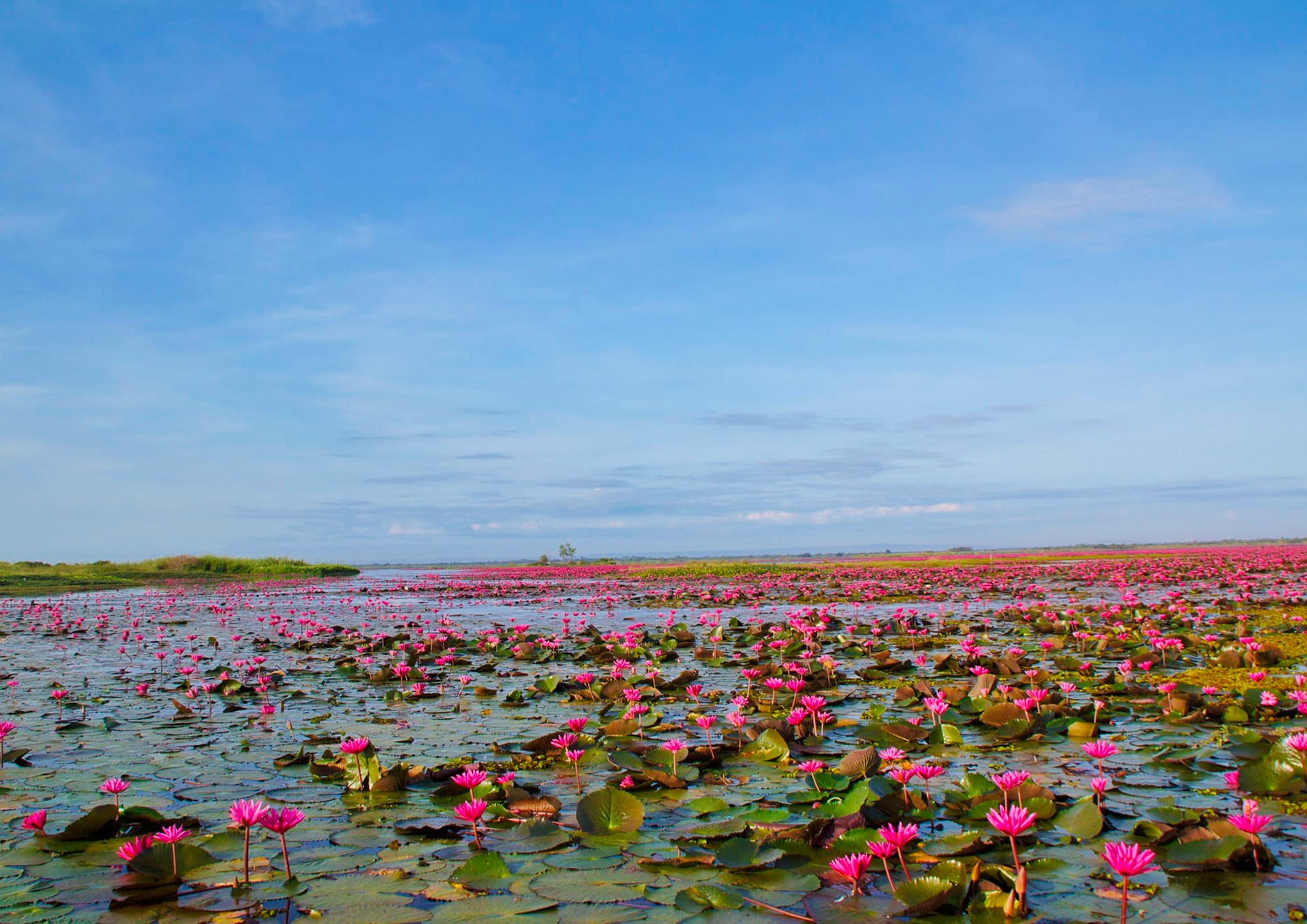 ฤดูหนาว “ทะเลบัวแดง” อุดรธานี บานสะพรั่งทั่วบึงบนพื้นที่กว่าหมื่นไร่ ฤดูหนาว “ทะเลบัวแดง” อุดรธานี บานสะพรั่งทั่วบึงบนพื้นที่กว่าหมื่นไร่