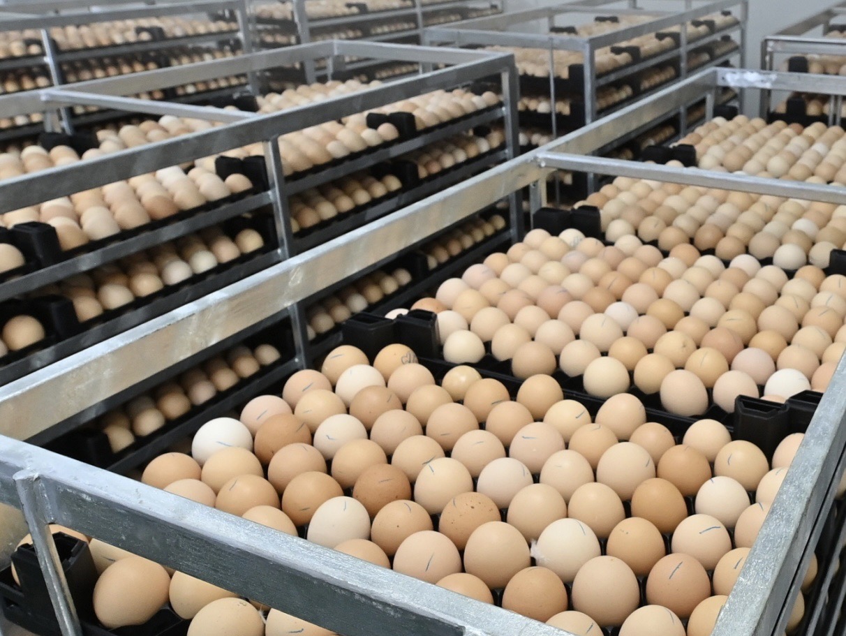 CPF เปิดโรงฟักแก่งคอย 2 จ.สระบุรี ชู Smart Hatchery เทคโนโลยีระดับโลก