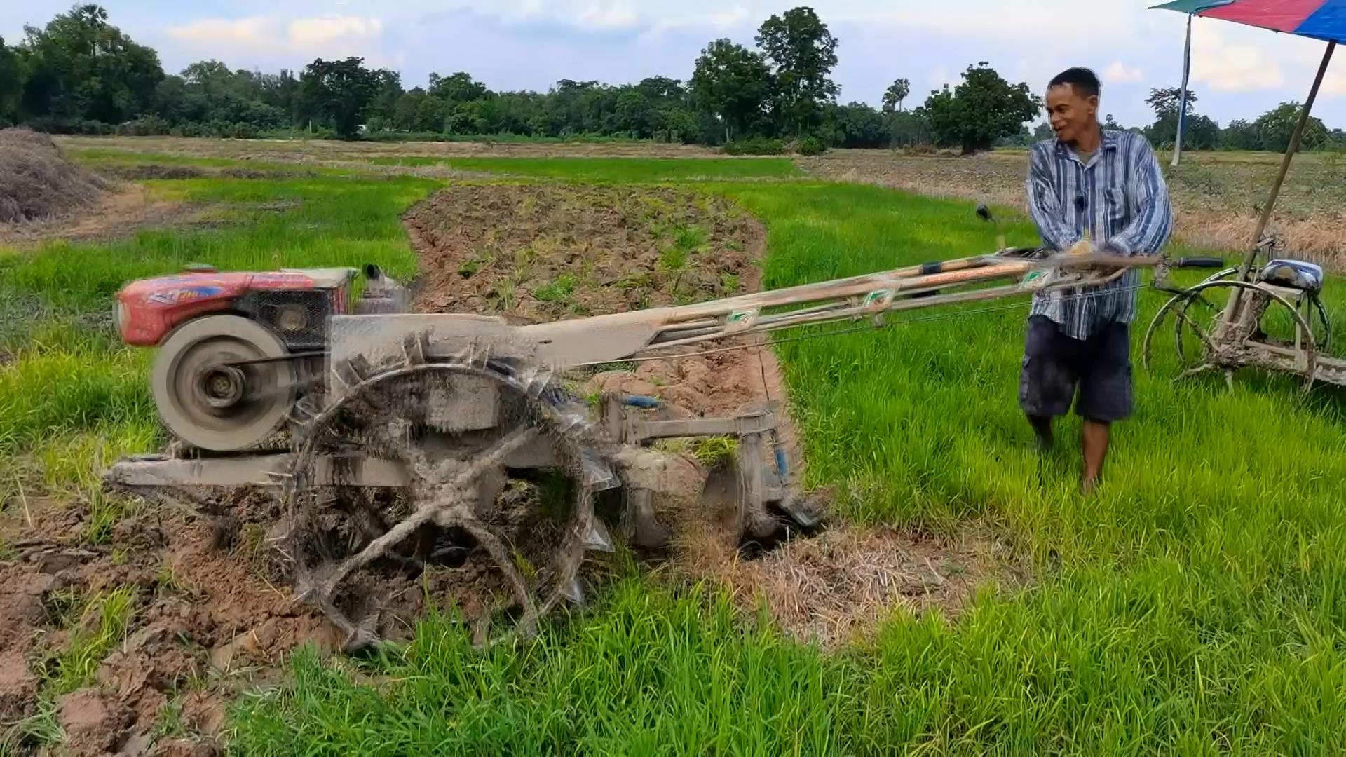 ความหวังชาวนา! เร่งเตรียมแปลง หว่านข้าว ปักดำวันพืชมงคล