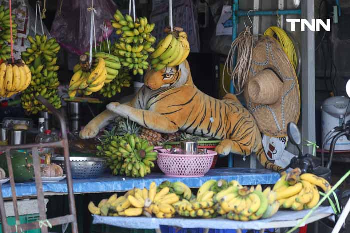 วางเสือให้ลิงกลัว ตัวช่วยแก้ปัญหาลิงรุกพื้นที่ชุมชน