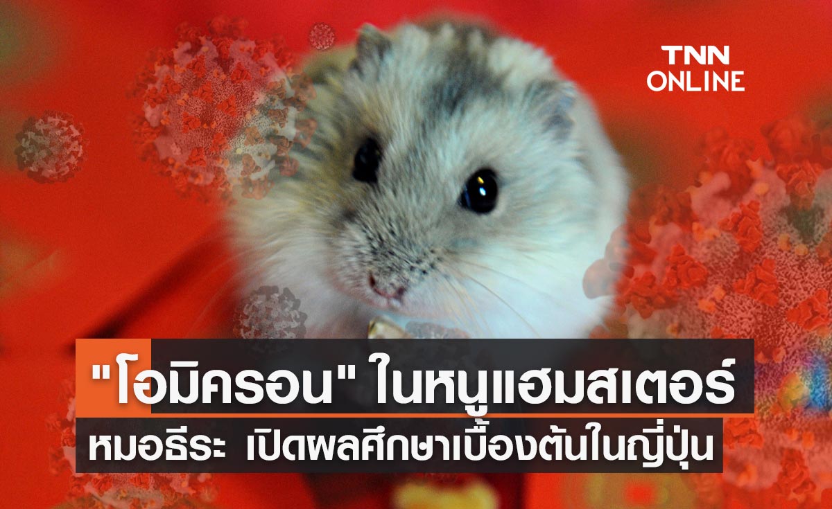 หมอธีระ เผยผลวิจัยเบื้องต้น "โอมิครอน" ในหนูแฮมสเตอร์