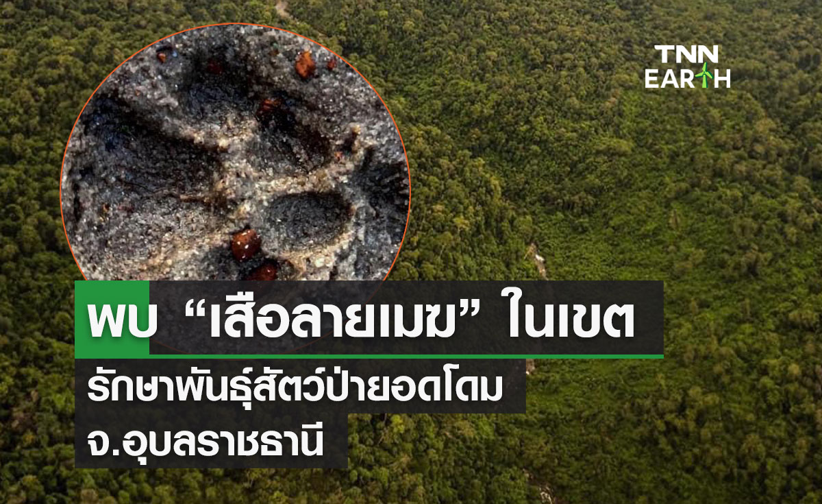 พบ “เสือลายเมฆ” ในเขต รักษาพันธุ์สัตว์ป่ายอดโดม จ.อุบลราชธานี