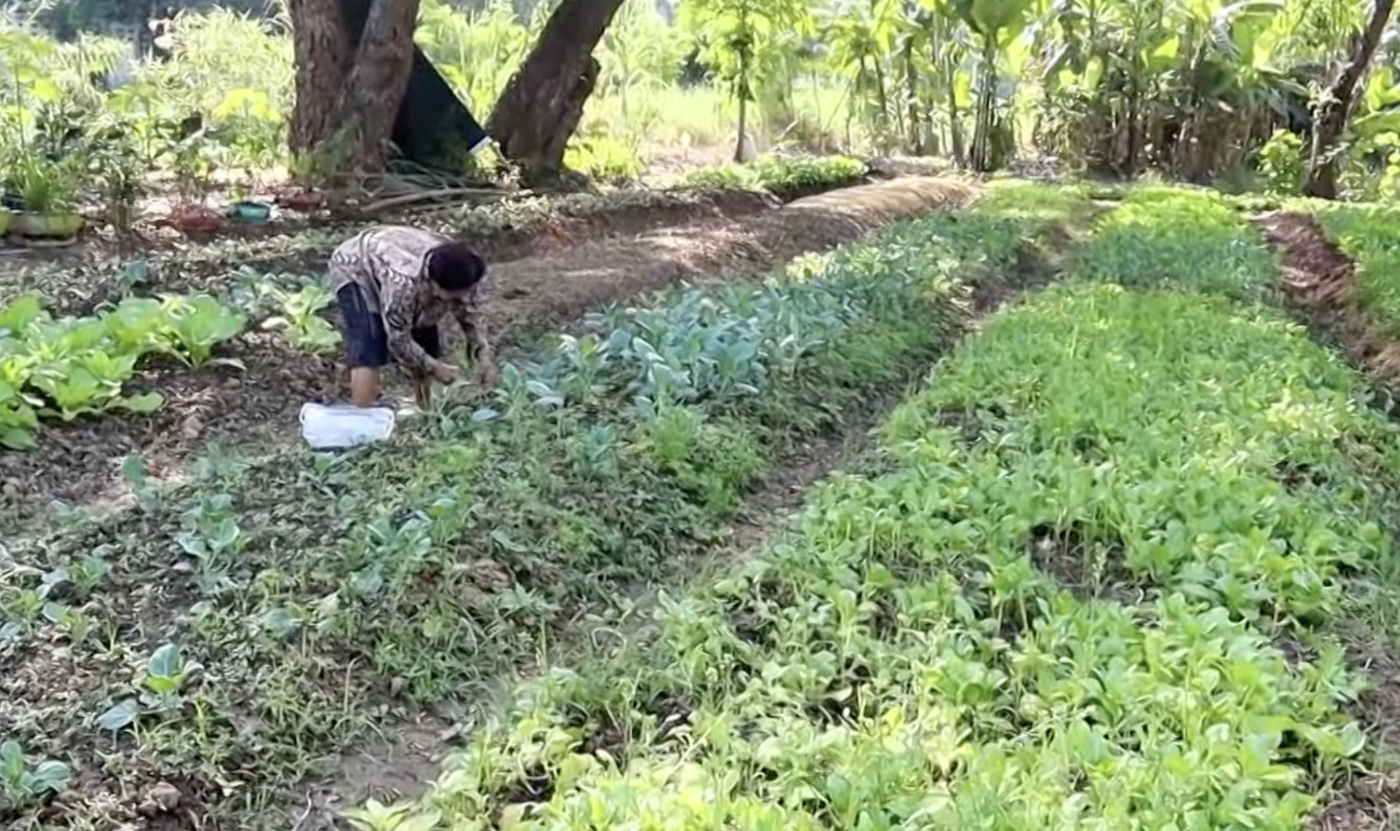คุณยายวัยเก๋า เปลี่ยนที่รกร้างเป็นสวนผักปลอดสาร คุณยายวัยเก๋า เปลี่ยนที่รกร้างเป็นสวนผักปลอดสาร