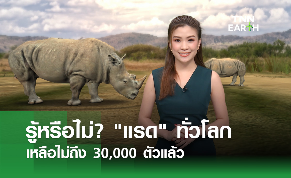 รู้หรือไม่? “แรด” เหลืออยู่บนโลกไม่ถึง 30,000 ตัว