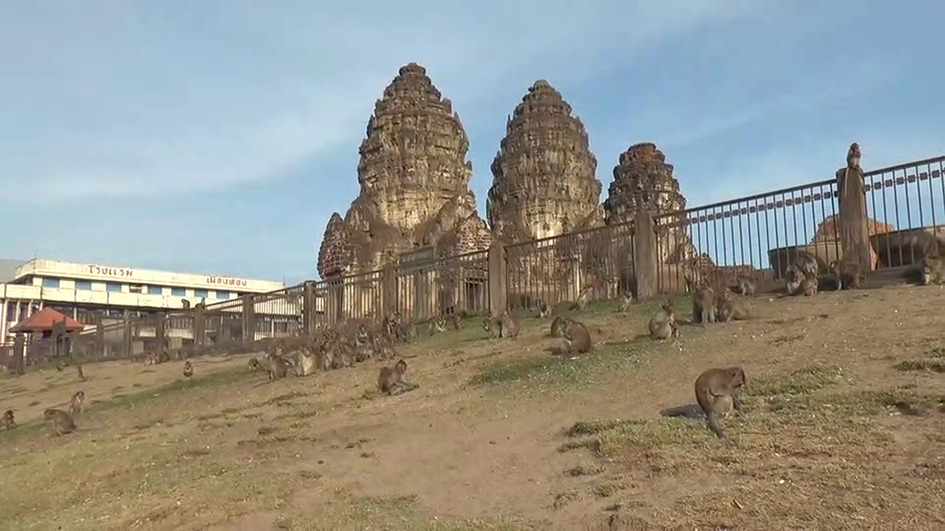 เอ็นดู! ลิงลพบุรี หนาวเหน็บเกาะกลุ่มกันรับไออุ่นจากแสงแดด