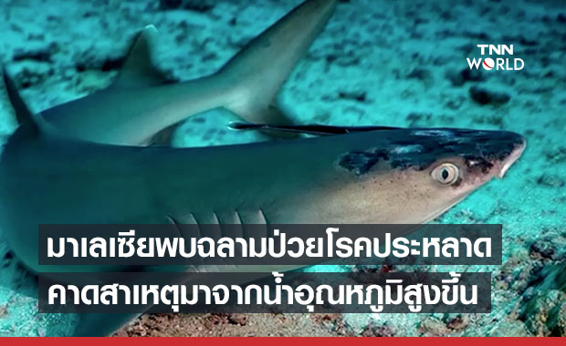 พบฉลามในมาเลเซียป่วยโรคผิวหนังลึกลับยังหาสาเหตุไม่ได้