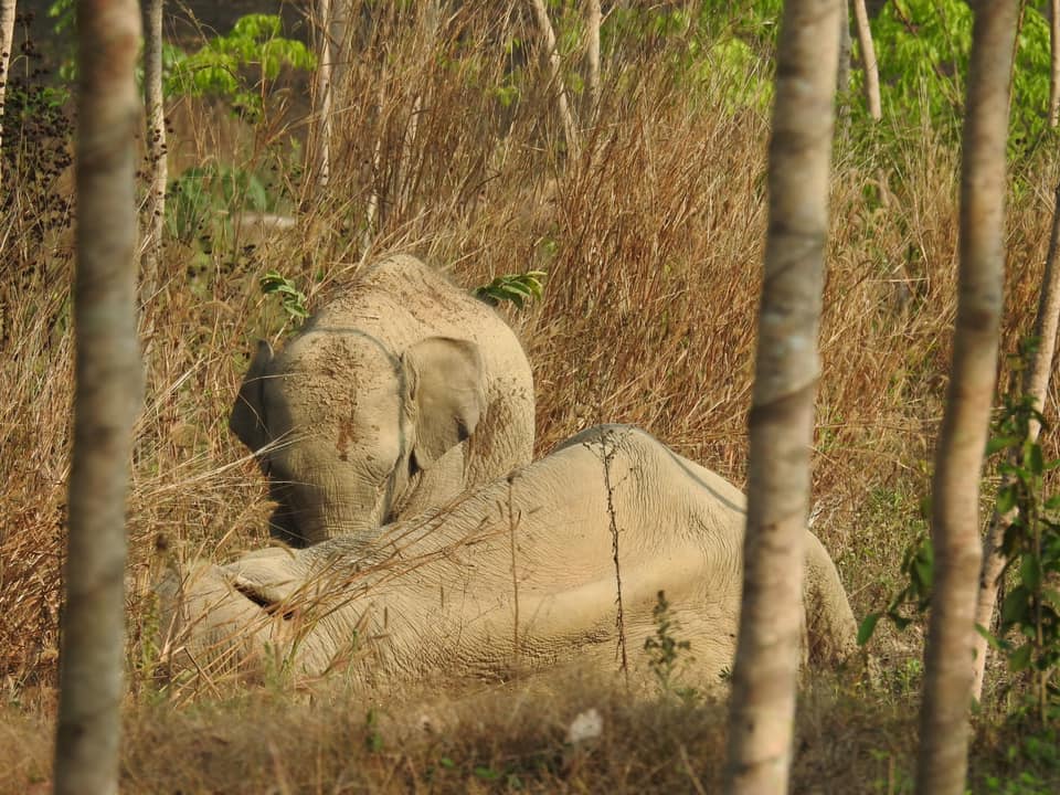เอ็นดู! ช้างน้อยเฝ้าแม่ล้มป่วยกลางสวนยาง วิ่งใส่จนท.หวังปกป้องแม่ เอ็นดู! ช้างน้อยเฝ้าแม่ล้มป่วยกลางสวนยาง วิ่งใส่จนท.หวังปกป้องแม่