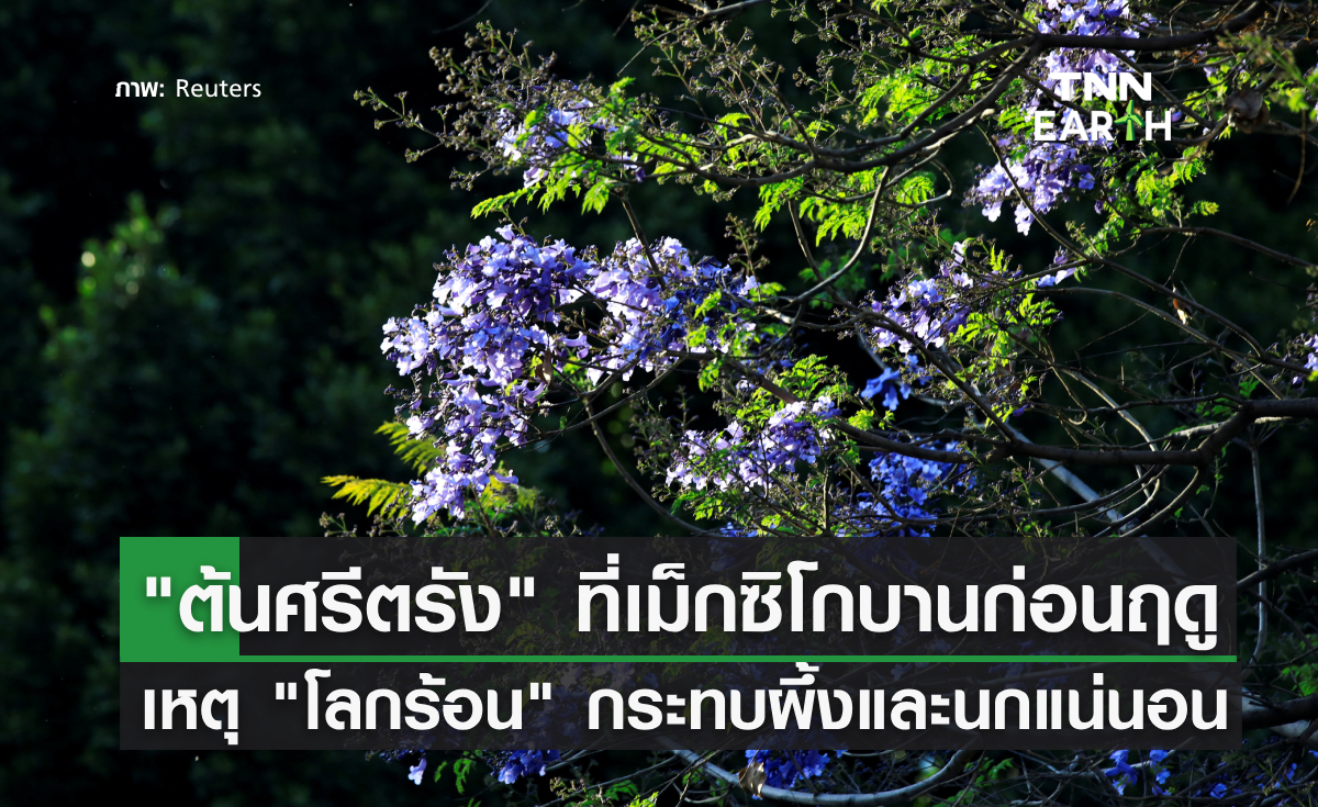 “ต้นศรีตรัง” ที่เม็กซิโกบานก่อนฤดู เหตุ “โลกร้อน” ทำฤดูหนาวจบไว นักวิทย์ฯชี้กระทบผึ้งและนกแน่นอน