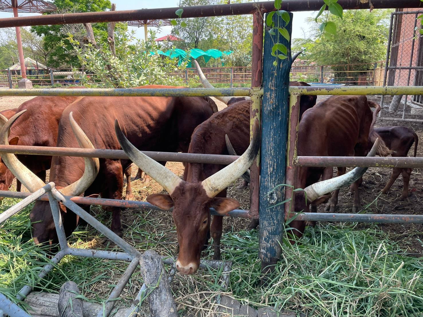 แจงดรามา! ฟาร์มจระเข้เมืองปากน้ำยืนยันไม่เคยปล่อยสัตว์ผอมโซ แจงดรามา! ฟาร์มจระเข้เมืองปากน้ำยืนยันไม่เคยปล่อยสัตว์ผอมโซ