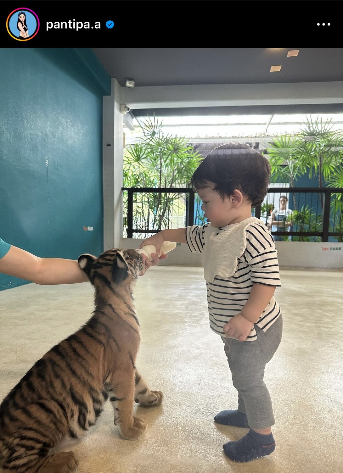  ปุ้มปุ้ย อวดโมเมนต์สุดน่ารัก น้องไซอัลบลู ทำพีคจัด เจอเสือครั้งแรก! 