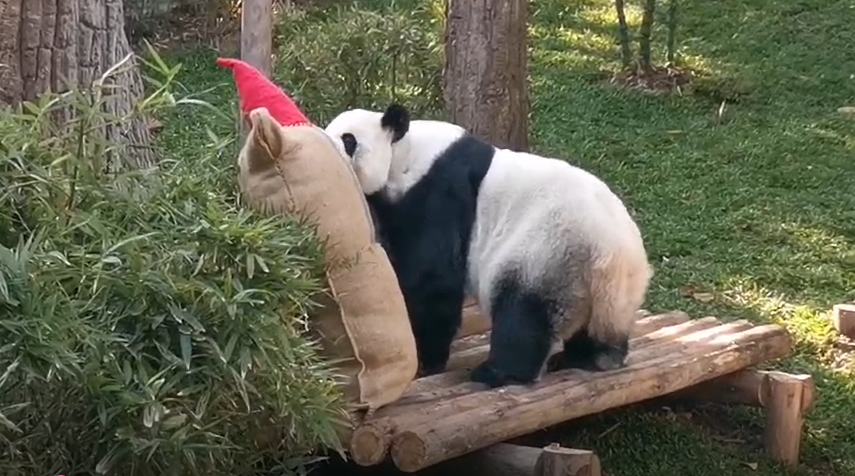 น่ารัก! สวนสัตว์เชียงใหม่พา หลินฮุ่ย รับลมหนาวที่สวนหลังบ้าน