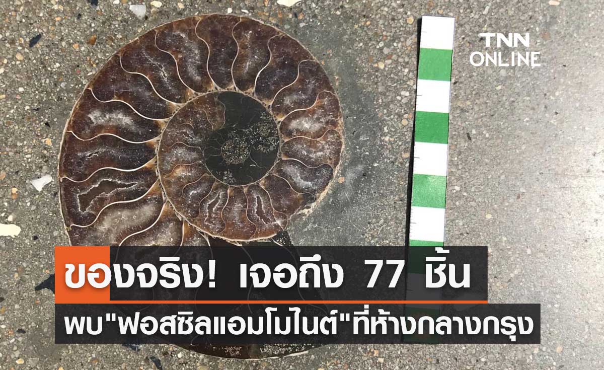 ของจริง! พบ "ฟอสซิลแอมโมไนต์" 77 ชิ้นที่ห้างดังกลางกรุง