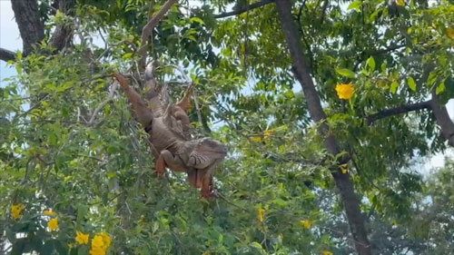 “เอเลียน สปีชีส์” สายพันธุ์อันตรายจากต่างแดน “เอเลียน สปีชีส์” สายพันธุ์อันตรายจากต่างแดน