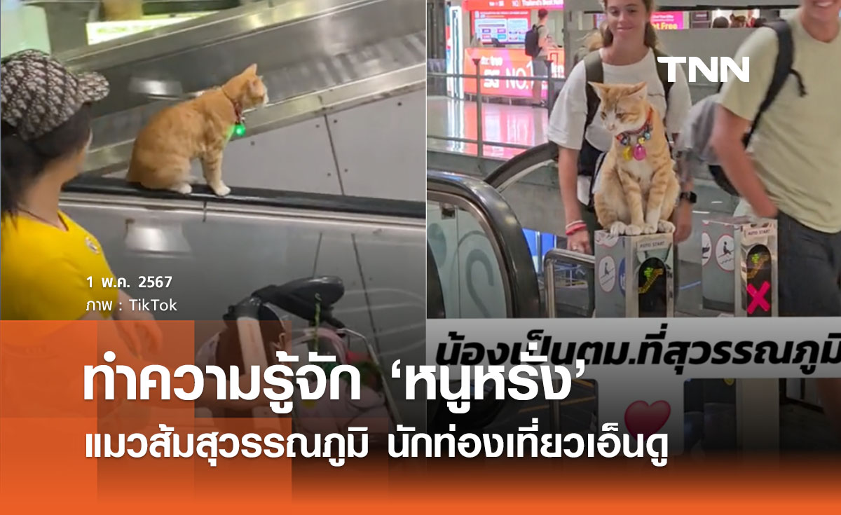 ‘แมวส้มสุวรรณภูมิ’ รู้จักหนูหรั่ง ตามแม่มาทำงาน ขวัญใจนทท.