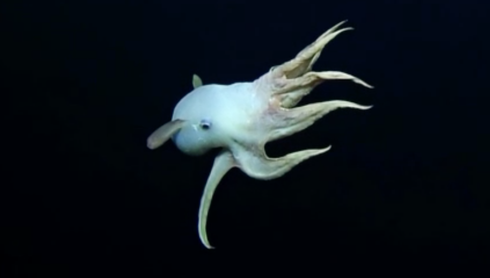 ชมภาพหายาก ‘หมึกยักษ์ดัมโบ้’ แหวกว่ายใต้ทะเลลึกเกาะฮาวาย ชมภาพหายาก ‘หมึกยักษ์ดัมโบ้’ แหวกว่ายใต้ทะเลลึกเกาะฮาวาย