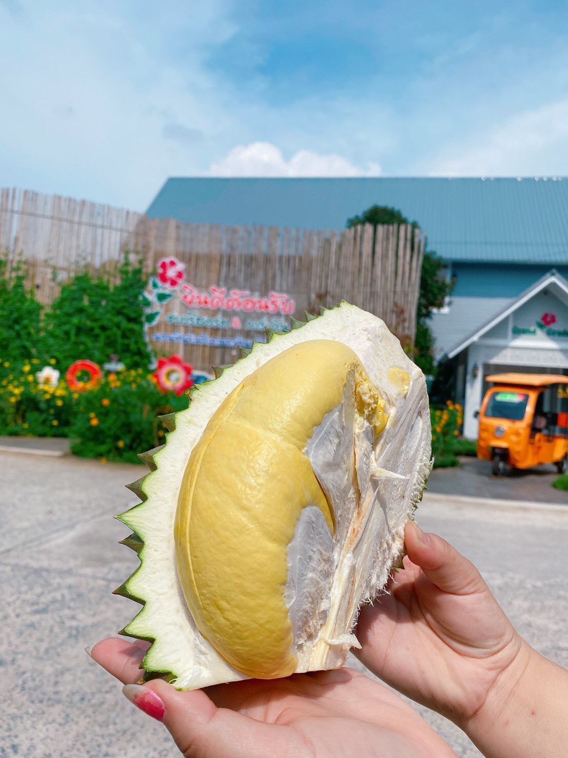 เปิดภาพ! ทุเรียนจันทบุรี ส่งออกของจริง เหลืองทอง-เนื้อเนียน สร้างรายได้ลดผลกระทบโควิด
