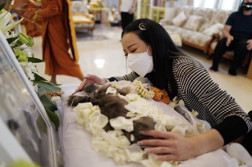 หนิง ปณิตา เศร้าเสียน้องหมาสุดรักด้วยโรคสู้มะเร็ง-หัวใจ