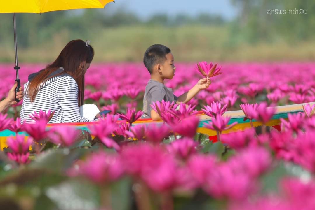 “ทุ่งดอกบัวแดงบึงบอระเพ็ด” จ.นครสวรรค์ บานสะพรั่งพร้อมรับนักท่องเที่ยว “ทุ่งดอกบัวแดงบึงบอระเพ็ด” จ.นครสวรรค์ บานสะพรั่งพร้อมรับนักท่องเที่ยว