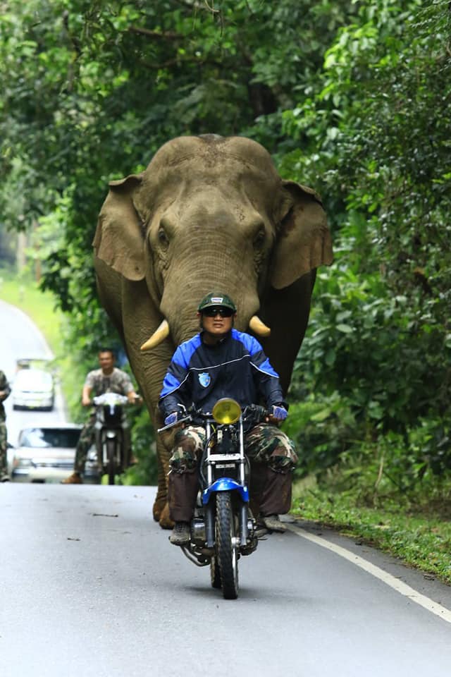 ชาวเน็ตแห่แชร์ ‘ชายชื่อสุทธิพร’ ผู้ที่ช้างป่าไม่เคยทำร้าย ชาวเน็ตแห่แชร์ ‘ชายชื่อสุทธิพร’ ผู้ที่ช้างป่าไม่เคยทำร้าย