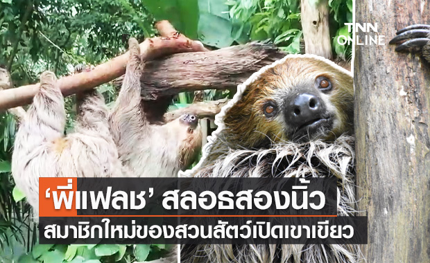 สวนสัตว์เปิดเขาเขียว เปิดตัวดาวเด่น "พี่แฟลช" สลอธสองนิ้ว สัตว์จอมเฉื่อย