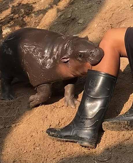 รู้จัก “หมูเด้ง” ลูกฮิปโปดาวสวนสัตว์เขาเขียว สวบพี่เลี้ยงจนกลายเป็นมีม รู้จัก “หมูเด้ง” ลูกฮิปโปดาวสวนสัตว์เขาเขียว สวบพี่เลี้ยงจนกลายเป็นมีม