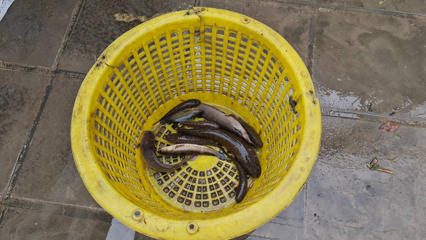 ฝนถล่มสัตหีบ น้ำระบายไม่ทัน จับปลาซะเลย! ฝนถล่มสัตหีบ น้ำระบายไม่ทัน จับปลาซะเลย!