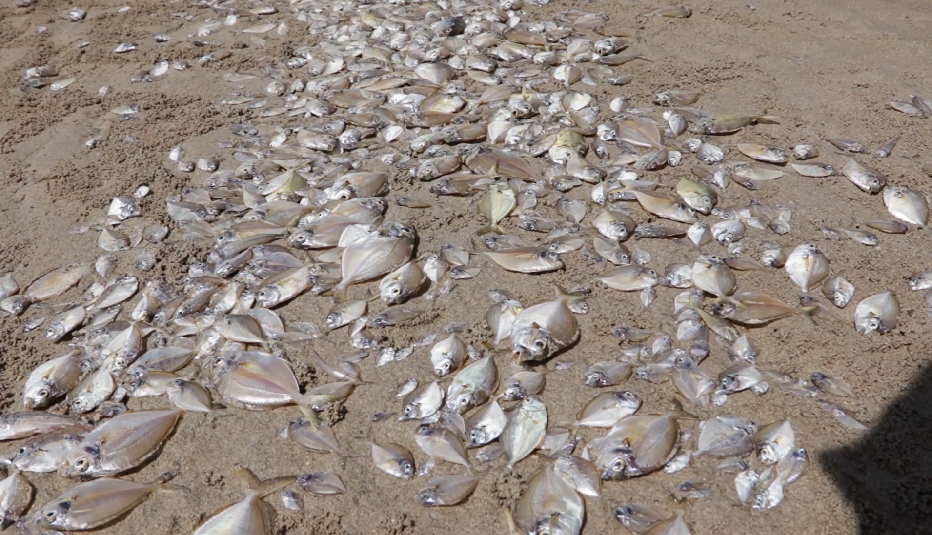 เตือนอย่าเก็บไปกิน! เปิดภาพ ปู กุ้ง ปลาตายเกลื่อน หาดทุ่งวัวแล่น 