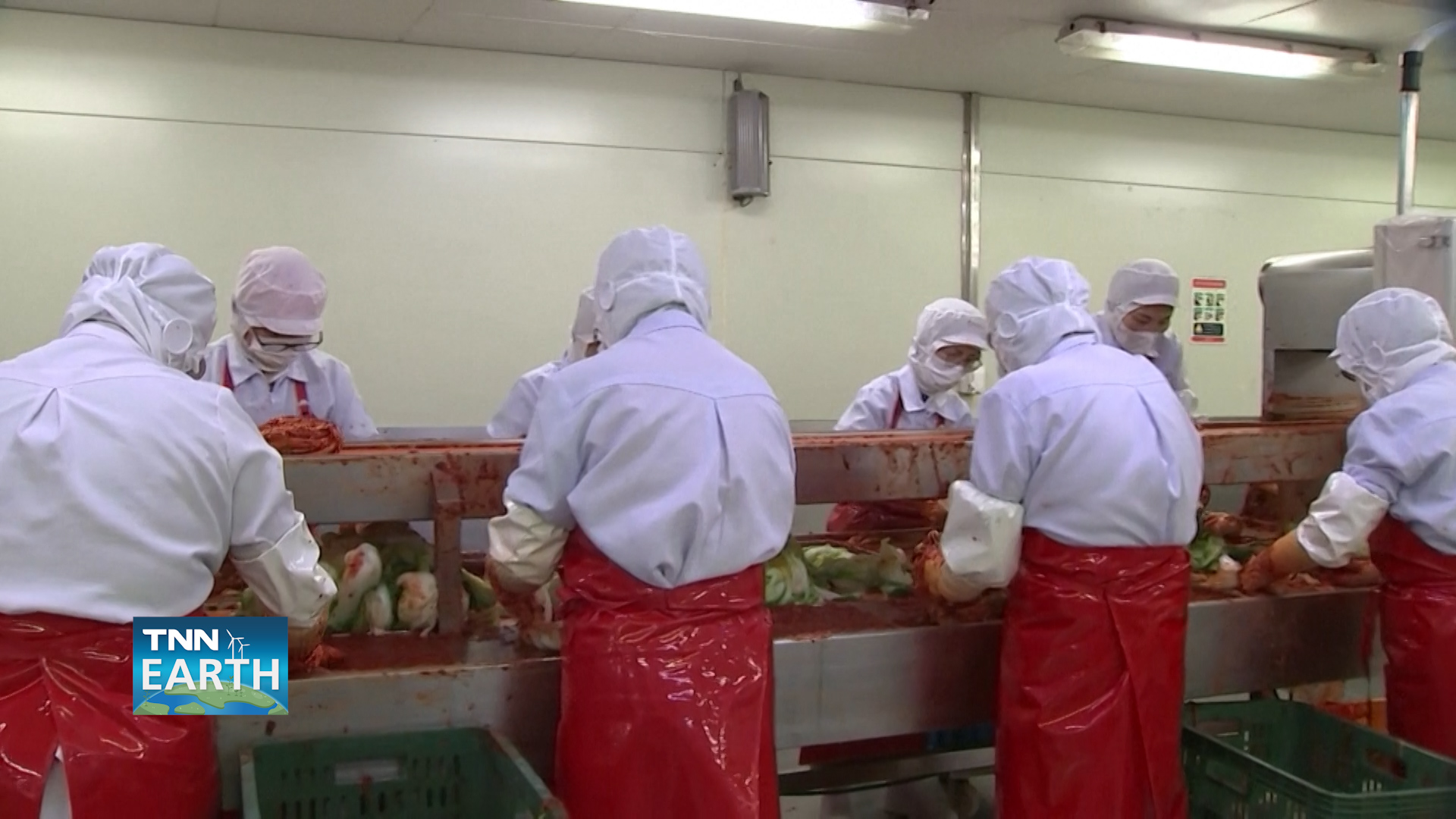 วิกฤตกิมจิในเกาหลีใต้ จากปัญหาสภาพอากาศเปลี่ยนแปลง วิกฤตกิมจิในเกาหลีใต้ จากปัญหาสภาพอากาศเปลี่ยนแปลง