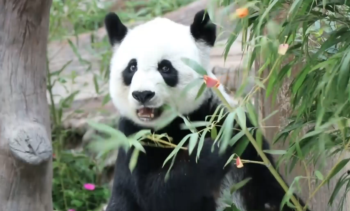 แถลงการณ์ฉบับ 2 สาเหตุการตาย “แพนด้าหลินฮุ่ย” อยู่ในวัยชรา-หลอดเลือดเสื่อม แถลงการณ์ฉบับ 2 สาเหตุการตาย “แพนด้าหลินฮุ่ย” อยู่ในวัยชรา-หลอดเลือดเสื่อม