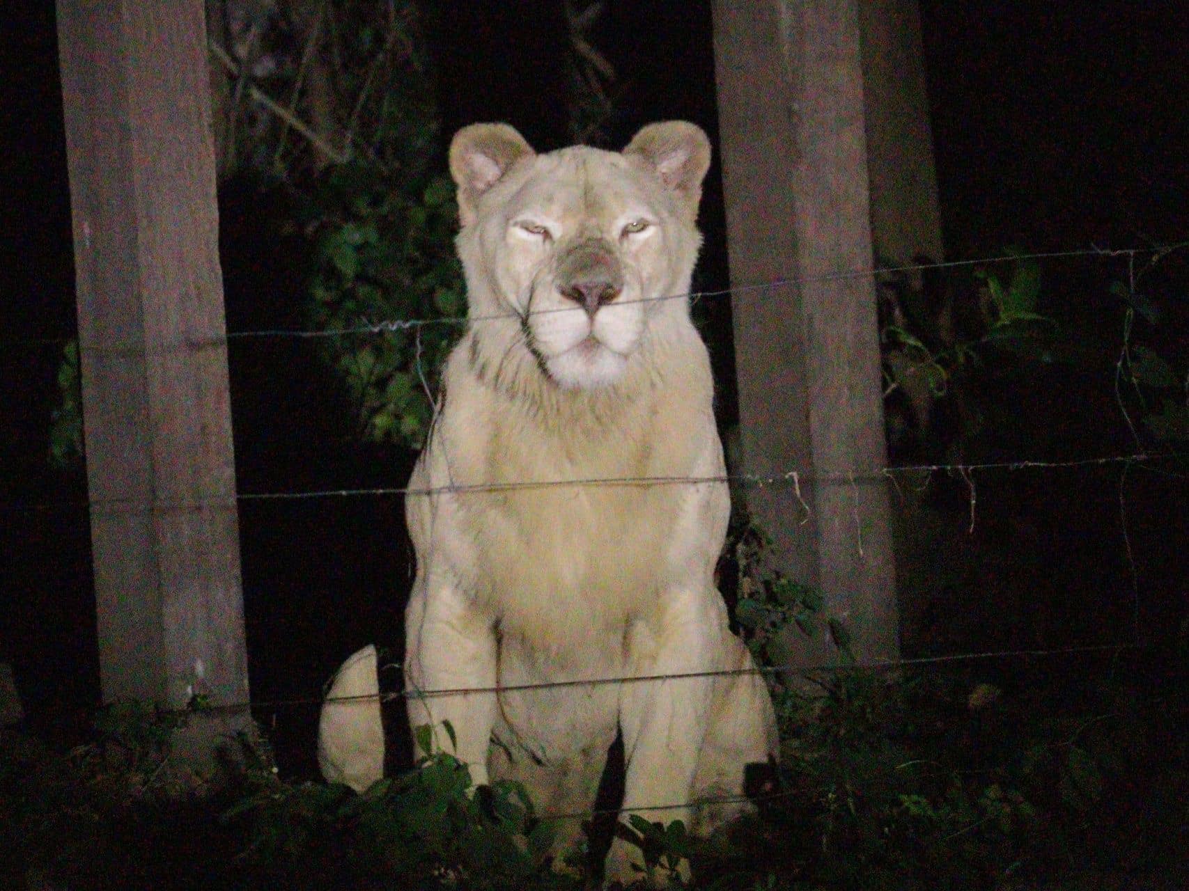 เขาเขียวชวนกางเต็นท์-ส่องสัตว์ ชาวเน็ตแซวไม่ถูกกินแน่นะวิ เขาเขียวชวนกางเต็นท์-ส่องสัตว์ ชาวเน็ตแซวไม่ถูกกินแน่นะวิ