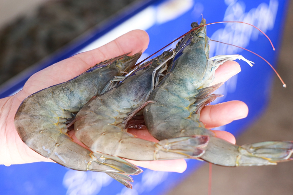 ผู้เลี้ยงกุ้งใต้อ่วม โดนฝนกระหน่ำและผลพวง “นำเข้ากุ้งเอกวาดอร์” 