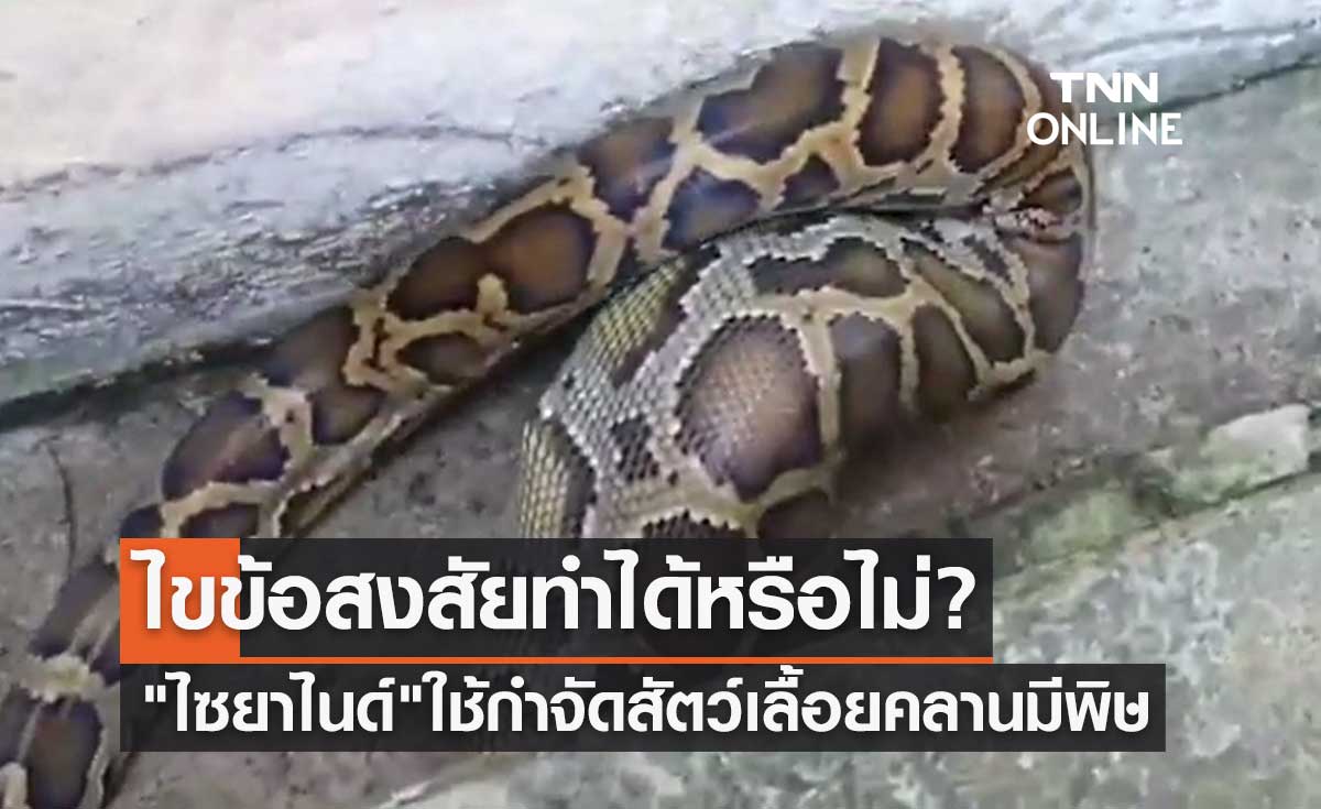 "ไซยาไนด์" ใช้กำจัดสัตว์เลื้อยคลานมีพิษ ไขข้อสงสัยทำได้หรือไม่?