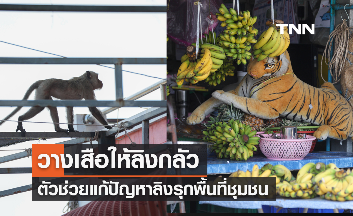 วางเสือให้ลิงกลัว ตัวช่วยแก้ปัญหาลิงรุกพื้นที่ชุมชน